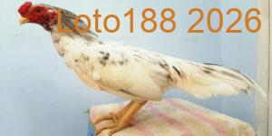 Giới thiệu dòng gà Asil đá cựa