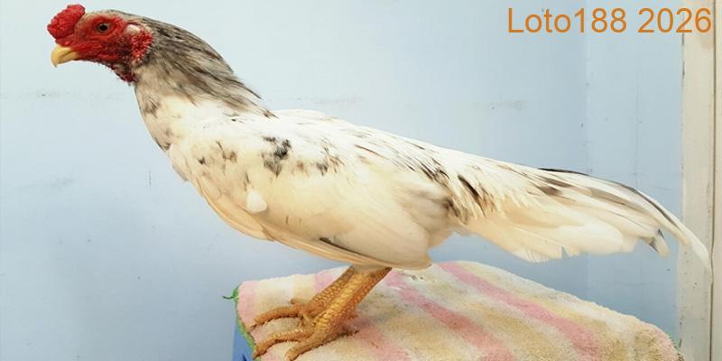 Giới thiệu dòng gà Asil đá cựa