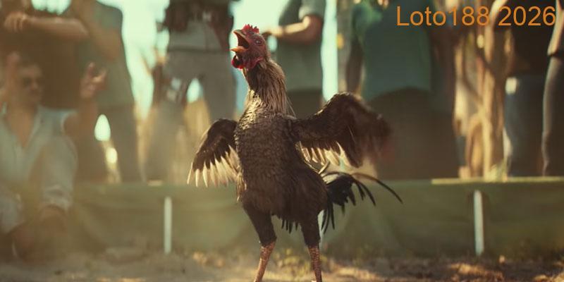 Cách chiến đấu đặc biệt của gà Asil